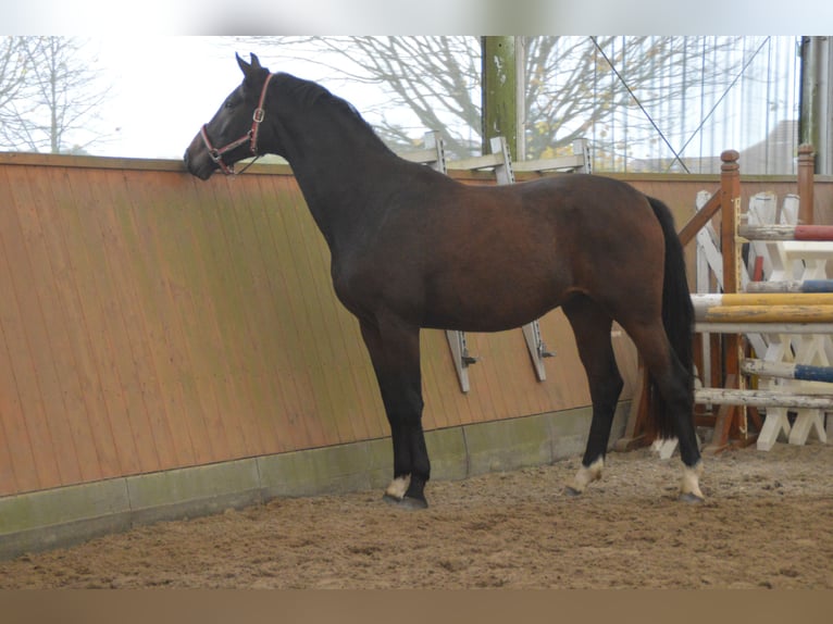 Oldenbourg Hongre 4 Ans 170 cm Bai brun in Wulkow