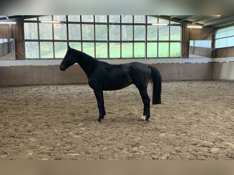 Oldenbourg Hongre 4 Ans 170 cm Bai brun in Barntrup