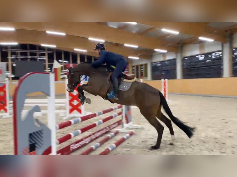 Oldenbourg Hongre 4 Ans 170 cm Bai brun in Gadow