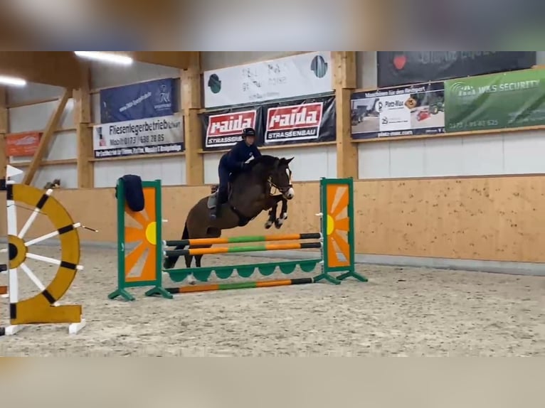 Oldenbourg Hongre 4 Ans 170 cm Bai brun in Gadow