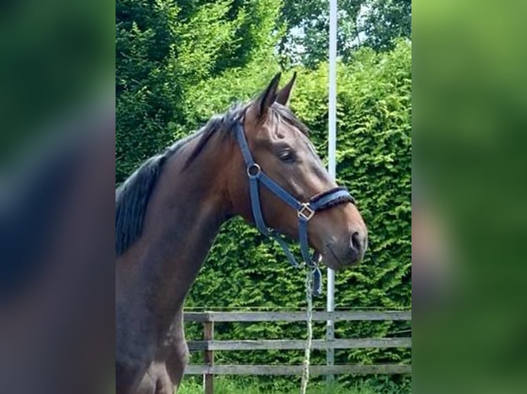 Oldenbourg Hongre 4 Ans 170 cm Bai brun foncé in Isernhagen