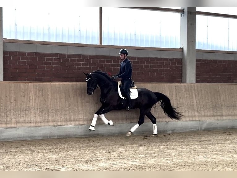 Oldenbourg Hongre 4 Ans 170 cm Bai brun foncé in Viersen
