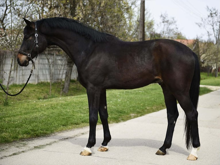 Oldenbourg Hongre 4 Ans 170 cm Bai in Békéscsaba