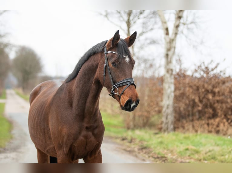 Oldenbourg Hongre 4 Ans 170 cm Bai in KöhlenElmlohe