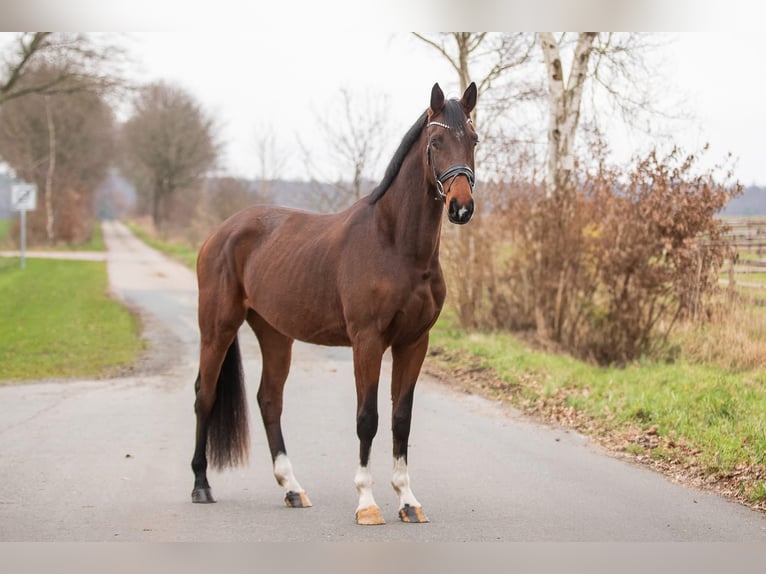 Oldenbourg Hongre 4 Ans 170 cm Bai in KöhlenElmlohe