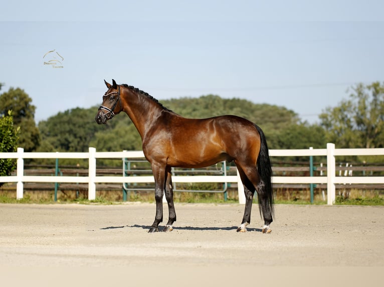 Oldenbourg Hongre 4 Ans 170 cm Bai in Vechta