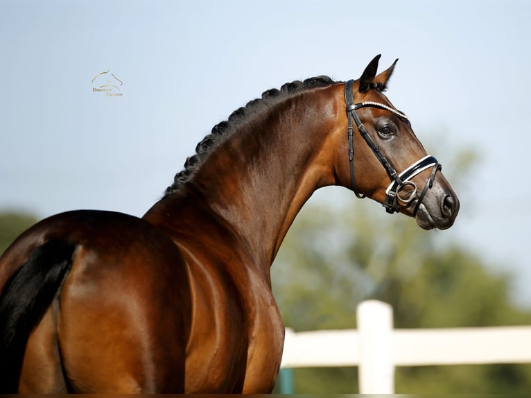 Oldenbourg Hongre 4 Ans 170 cm Bai in Vechta