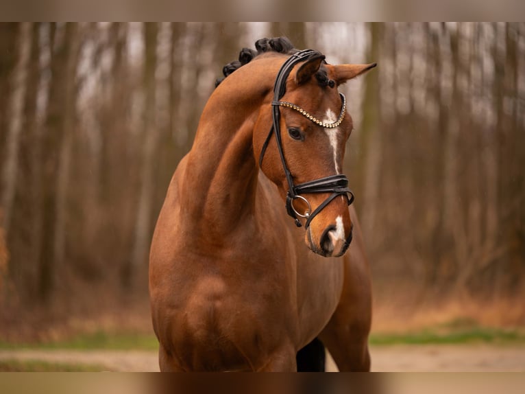 Oldenbourg Hongre 4 Ans 170 cm Bai in Wehringen