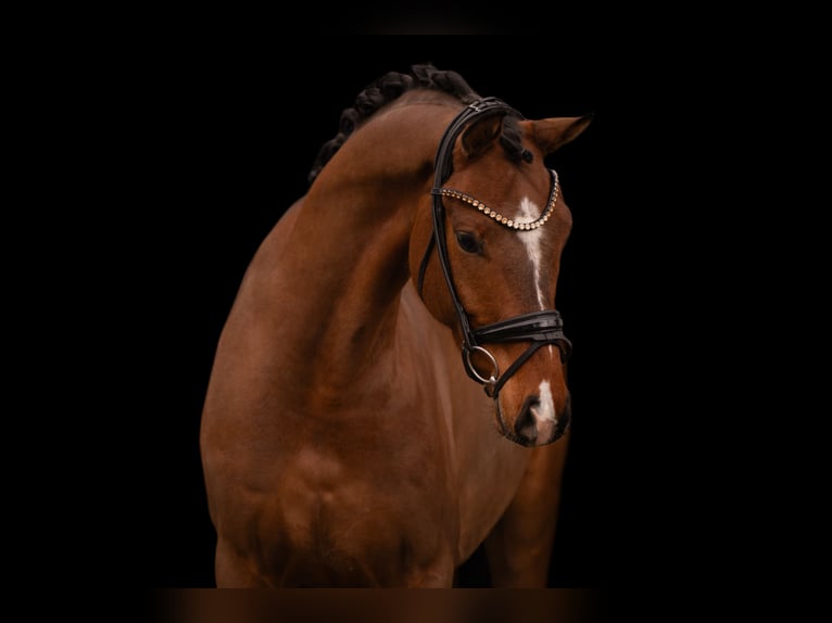 Oldenbourg Hongre 4 Ans 170 cm Bai in Wehringen