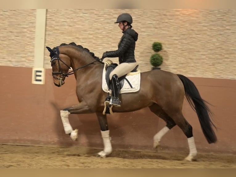 Oldenbourg Hongre 4 Ans 170 cm Bai in Wehringen
