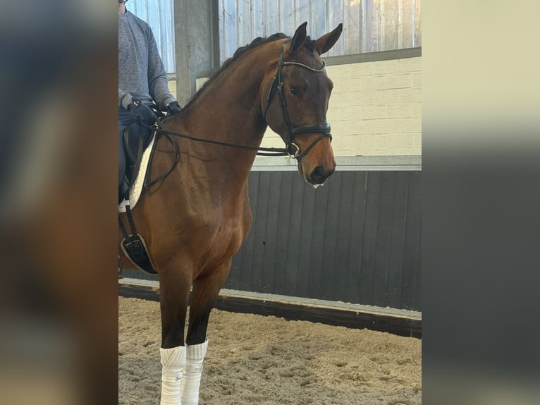 Oldenbourg Hongre 4 Ans 170 cm Bai in Willich