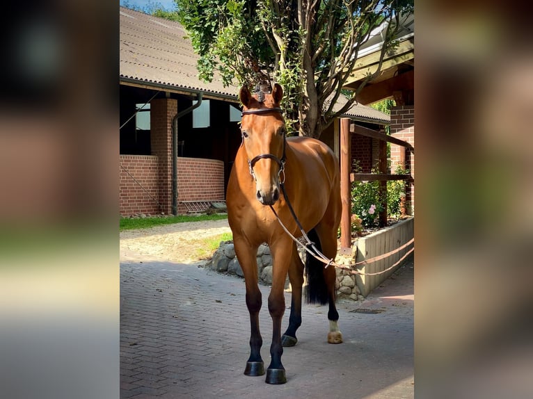 Oldenbourg Hongre 4 Ans 170 cm Bai in Lastrupp Oldenbourg Hongre 4 Ans 170 cm Bai in Lastrupp