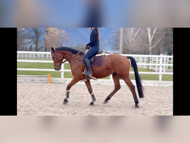 Oldenbourg Hongre 4 Ans 170 cm Bai in Schlins