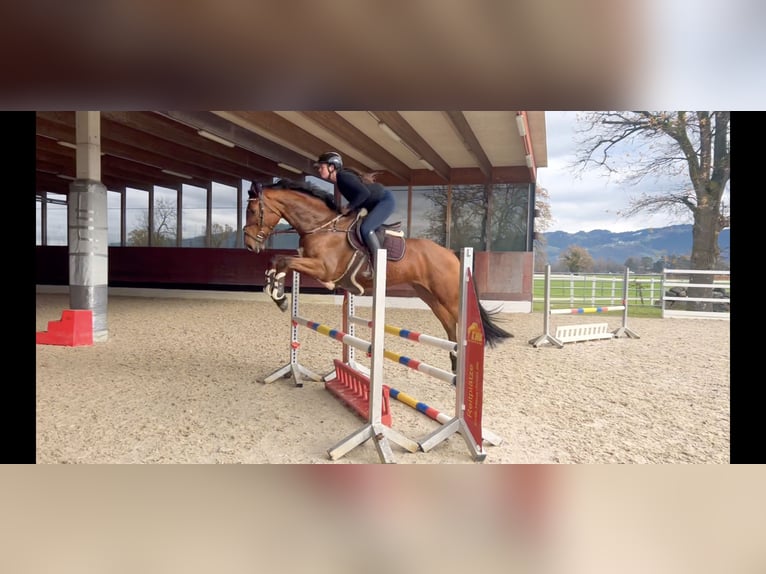 Oldenbourg Hongre 4 Ans 170 cm Bai in Schlins