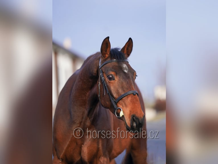 Oldenbourg Hongre 4 Ans 170 cm Bai in Region Prag