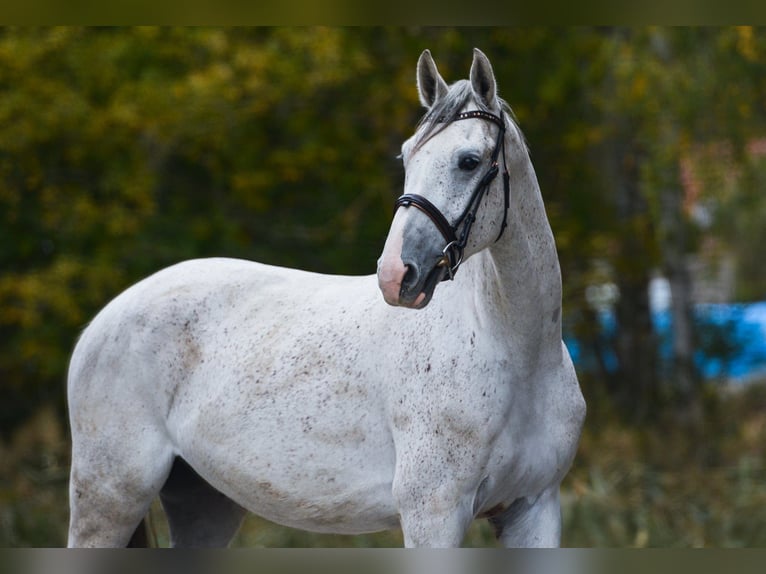 Oldenbourg Hongre 4 Ans 170 cm Blanc in Praha