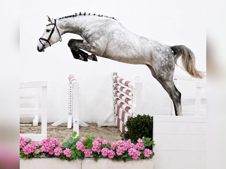 Oldenbourg Hongre 4 Ans 170 cm Gris in ROGOWNICA