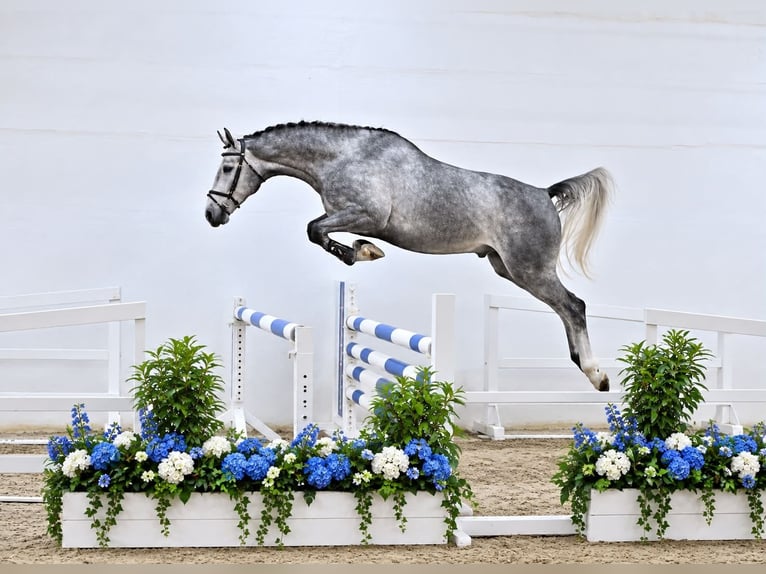 Oldenbourg Hongre 4 Ans 170 cm Gris in GŁUBCZYN