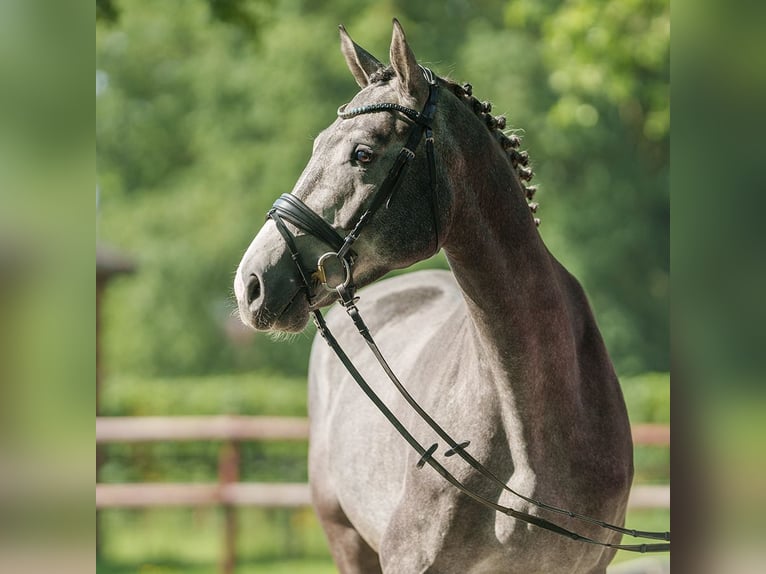 Oldenbourg Hongre 4 Ans 170 cm Gris in Münster