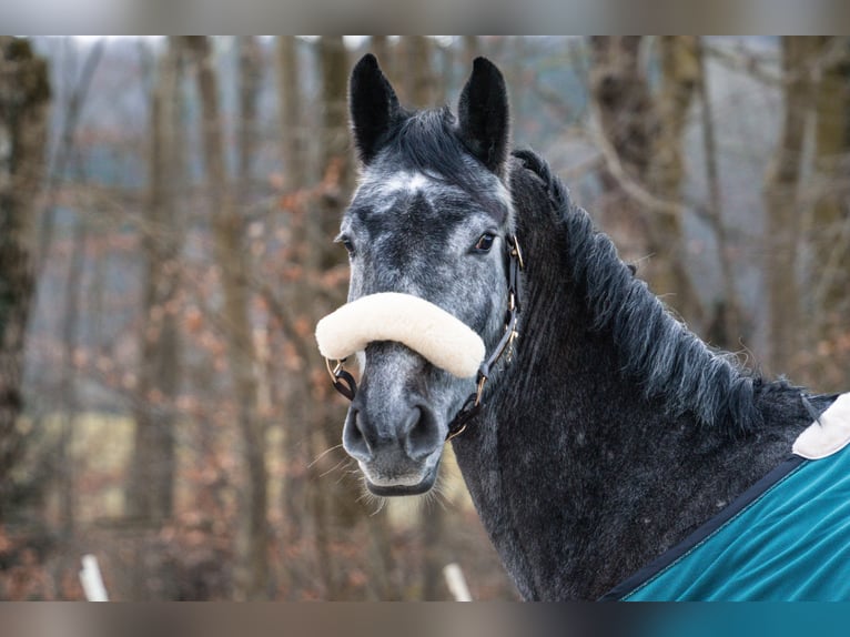 Oldenbourg Hongre 4 Ans 170 cm Gris pommelé in Bramsche