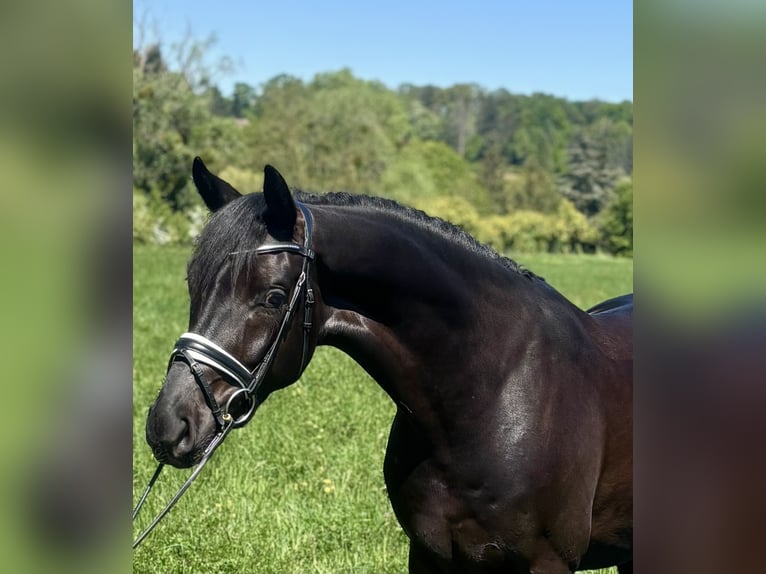 Oldenbourg Hongre 4 Ans 170 cm Noir in Crespiere