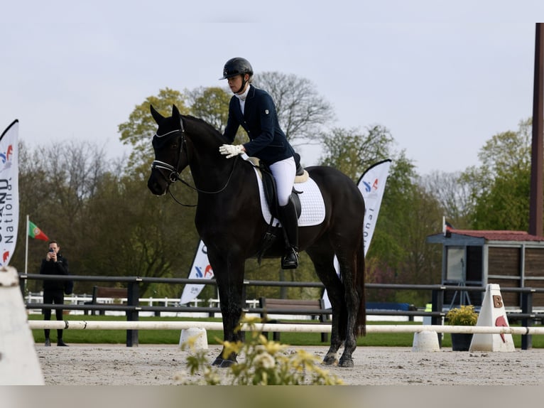 Oldenbourg Hongre 4 Ans 170 cm Noir in Crespiere