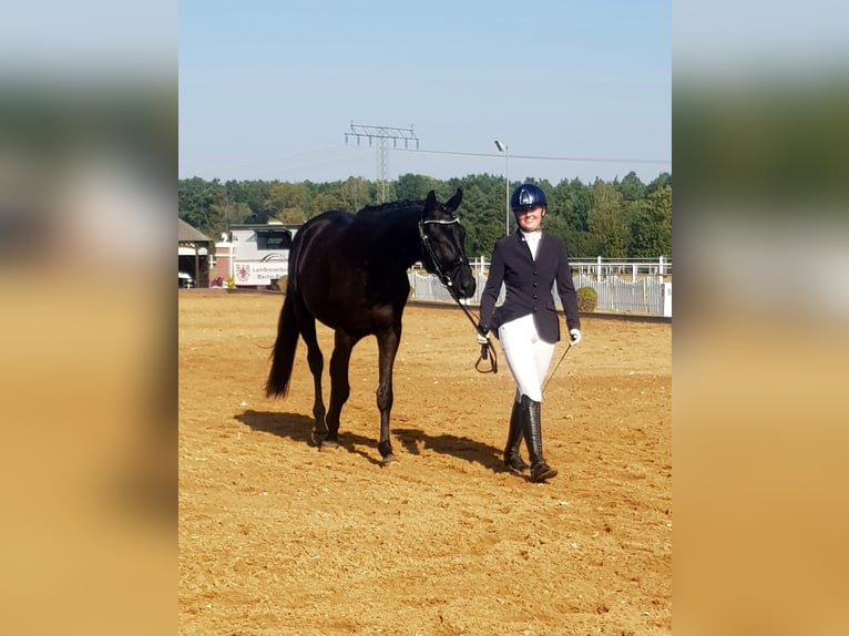 Oldenbourg Hongre 4 Ans 170 cm Noir in Dallgow-Döberitz