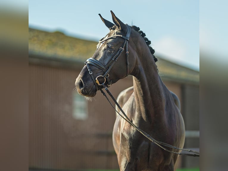 Oldenbourg Hongre 4 Ans 170 cm Noir in Münster-Handorf