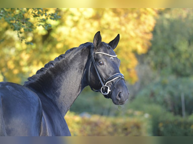 Oldenbourg Hongre 4 Ans 170 cm Noir in Vechta