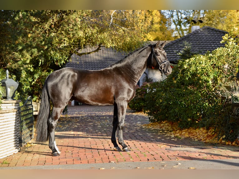 Oldenbourg Hongre 4 Ans 170 cm Noir in Vechta