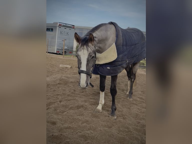 Oldenbourg Hongre 4 Ans 170 cm Peut devenir gris in Limburg an der Lahn