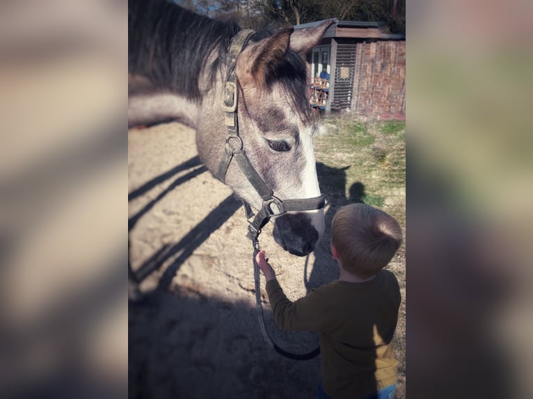 Oldenbourg Hongre 4 Ans 170 cm Peut devenir gris in Limburg an der Lahn