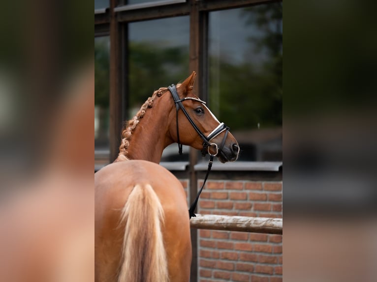 Oldenbourg Hongre 4 Ans 171 cm Alezan in Heidesheim am Rhein