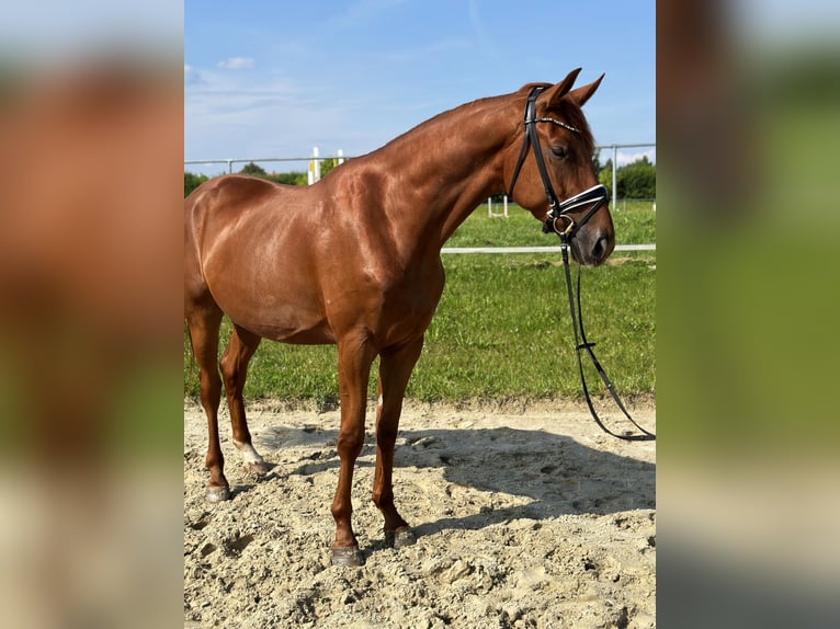 Oldenbourg Hongre 4 Ans 171 cm Alezan in Salzhemmendorf