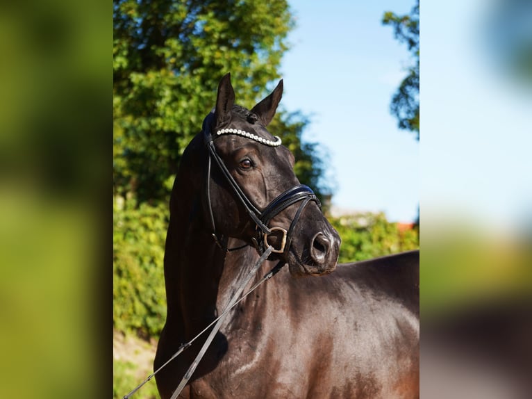 Oldenbourg Hongre 4 Ans 171 cm Noir in Hohenfelde