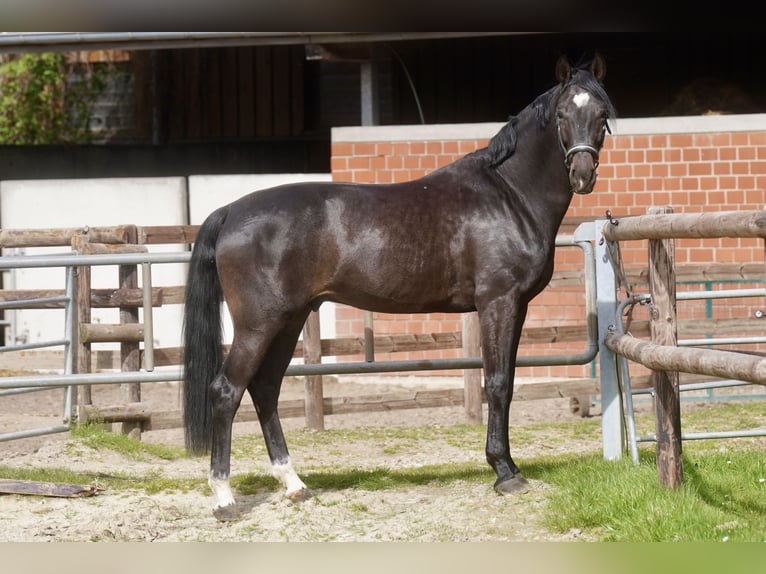Oldenbourg Hongre 4 Ans 171 cm Noir in Paderborn
