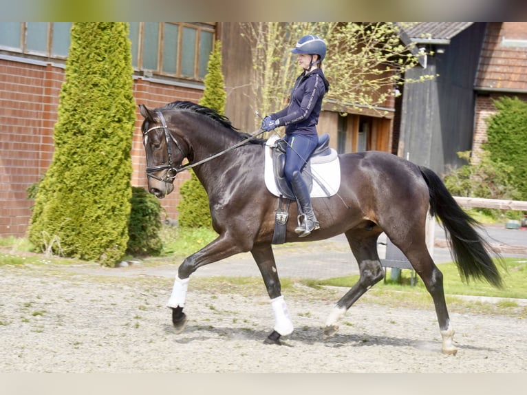 Oldenbourg Hongre 4 Ans 171 cm Noir in Paderborn