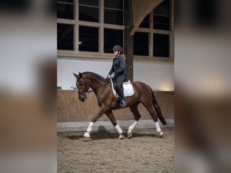 Oldenbourg Hongre 4 Ans 172 cm Alezan brûlé in Fröndenberg