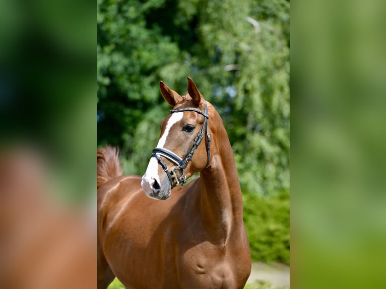 Oldenbourg Hongre 4 Ans 172 cm Alezan brûlé in Visbek