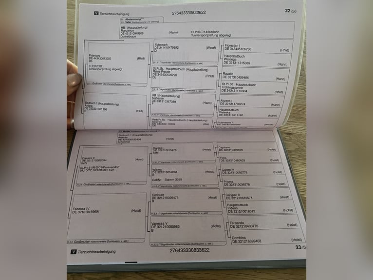 Oldenbourg Hongre 4 Ans 172 cm Alezan in Kirchhain