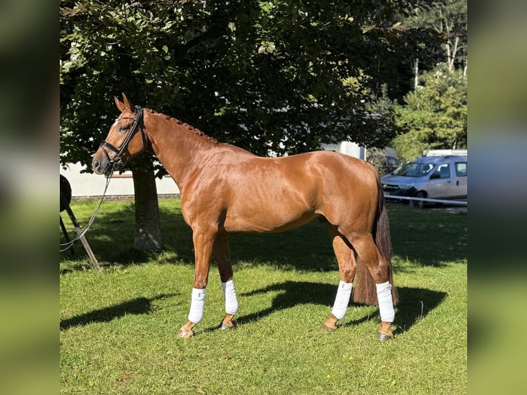 Oldenbourg Hongre 4 Ans 172 cm Alezan in Schierensee Oldenbourg Hongre 4 Ans 172 cm Alezan in Schierensee