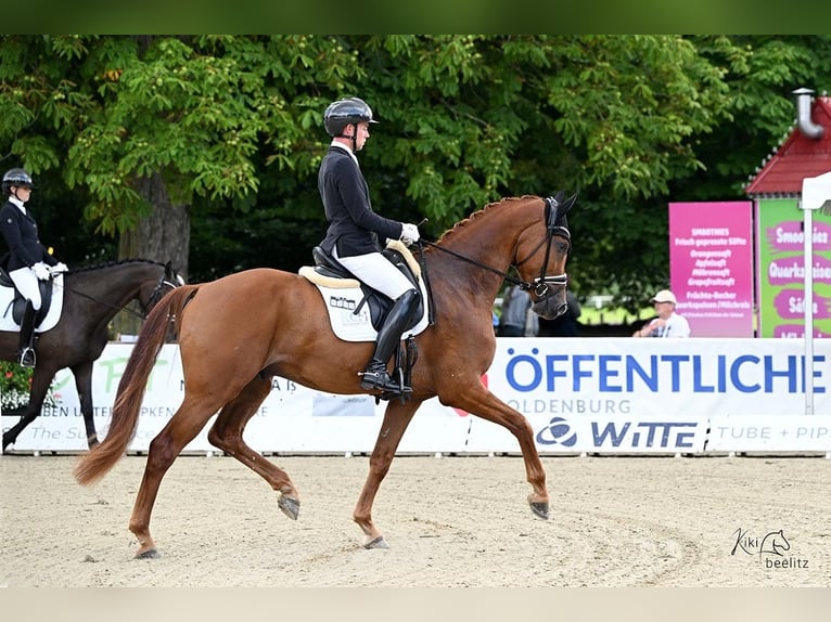 Oldenbourg Hongre 4 Ans 172 cm Alezan in Schierensee Oldenbourg Hongre 4 Ans 172 cm Alezan in Schierensee