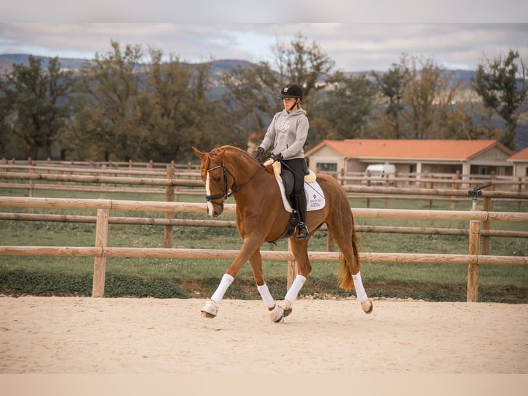 Oldenbourg Hongre 4 Ans 172 cm Alezan in montbrison
