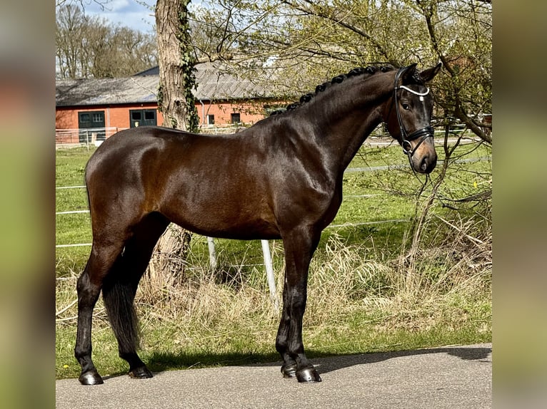 Oldenbourg Hongre 4 Ans 172 cm Bai brun in Bawinkel