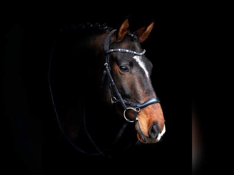 Oldenbourg Hongre 4 Ans 172 cm Bai brun in Hohenahr