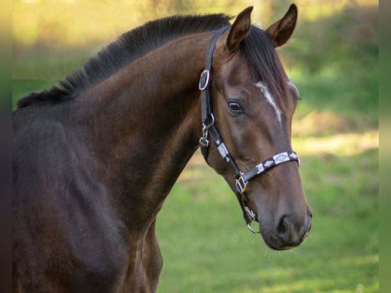 Oldenbourg Hongre 4 Ans 172 cm Bai brun in Hohenahr