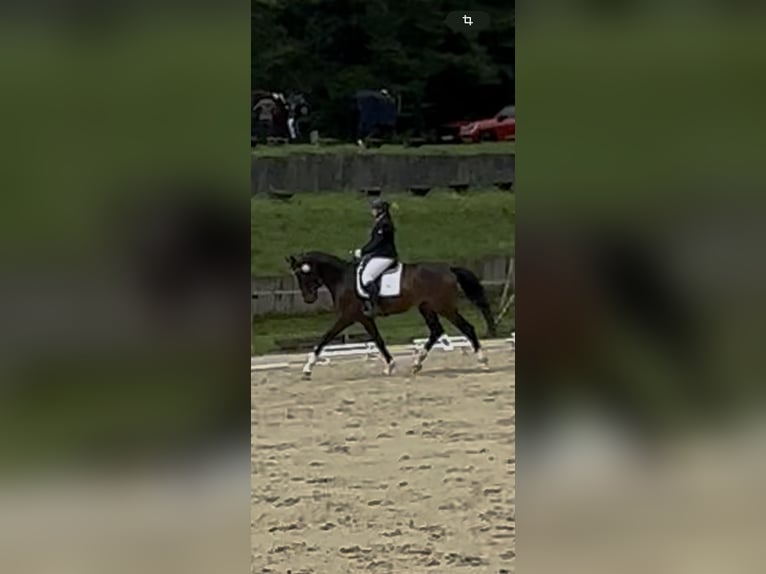 Oldenbourg Hongre 4 Ans 172 cm Bai brun in Hohenahr