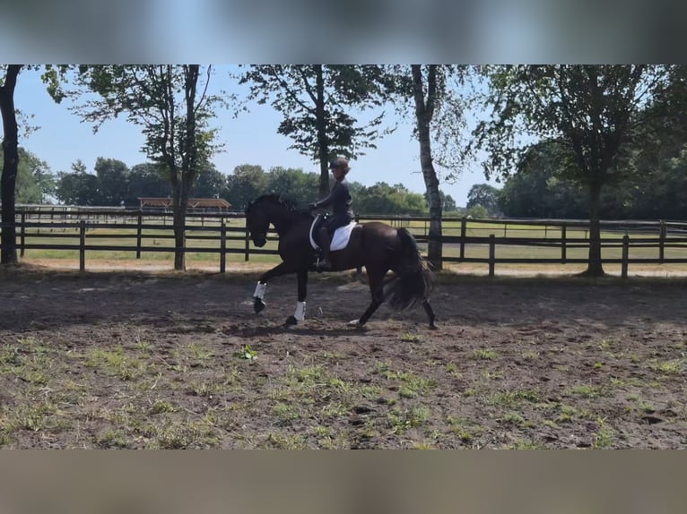 Oldenbourg Hongre 4 Ans 172 cm Bai brun foncé in Garrel