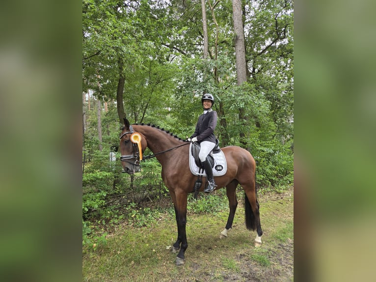 Oldenbourg Hongre 4 Ans 172 cm Bai in Hittbergen