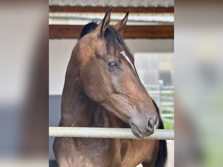 Oldenbourg Hongre 4 Ans 172 cm Bai in Hohenahr